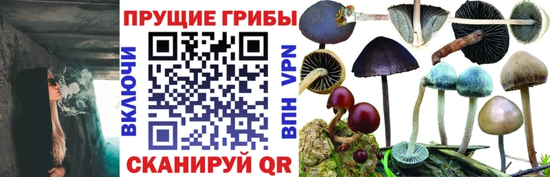 Купить  Черногорск  Псилоцибиновые грибы Psilocybine cubensis 